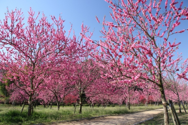 アロマオイルの覚醒作用