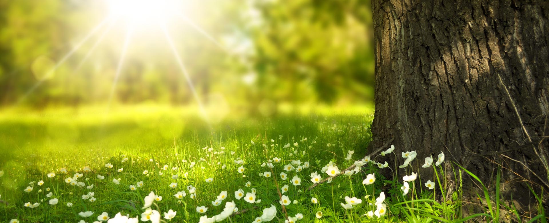 業務用アロマディフューザー レンタルサービス