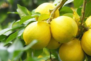 アロマ精油リスト ベルガモット