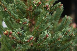 アロマ精油リスト ブラックスプルース