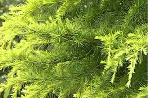 アロマ精油リスト シダーウッド　アトラス　アトラスシダー