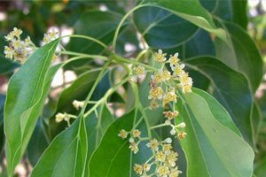 シナモンカッシア