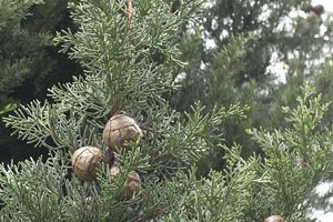 アロマ精油リスト サイプレス