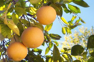 アロマ精油リスト グレープフルーツ