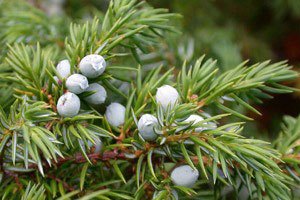 アロマ精油リスト ジュニパーベリー