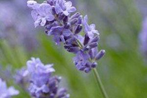 ラベンダー・アングスティフォリア