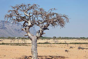 アロマ精油リスト ミルラ