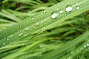 アロマ精油リスト パルマローザ