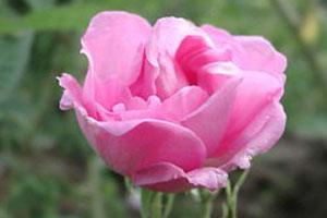 アロマ精油リスト ローズ　オットー