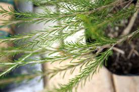 アロマ精油リスト ティートリー