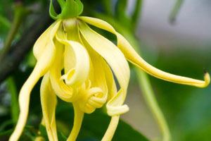 アロマ精油リスト イランイラン