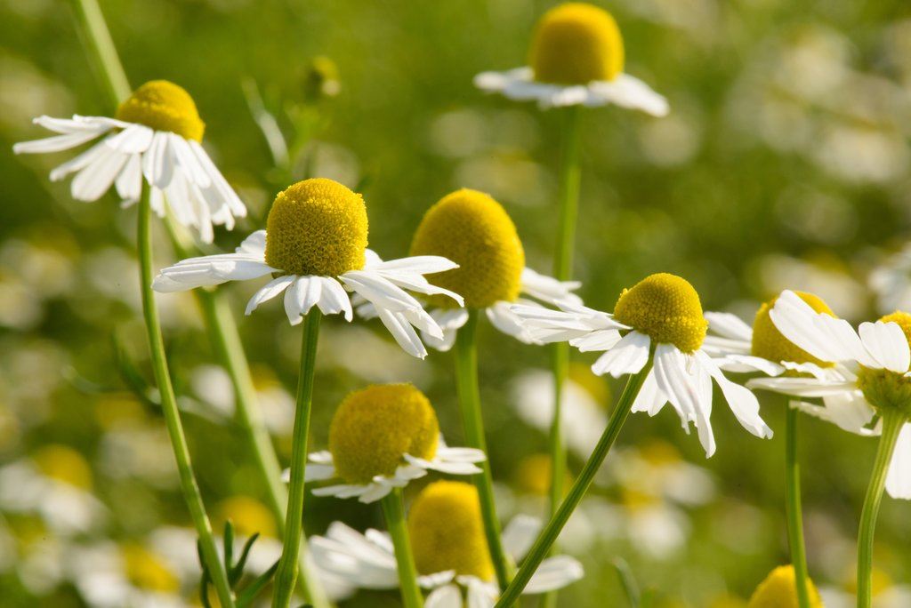 カモミールジャーマン