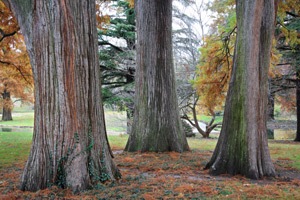 アロマ精油リスト　シダーウッドバージニア
