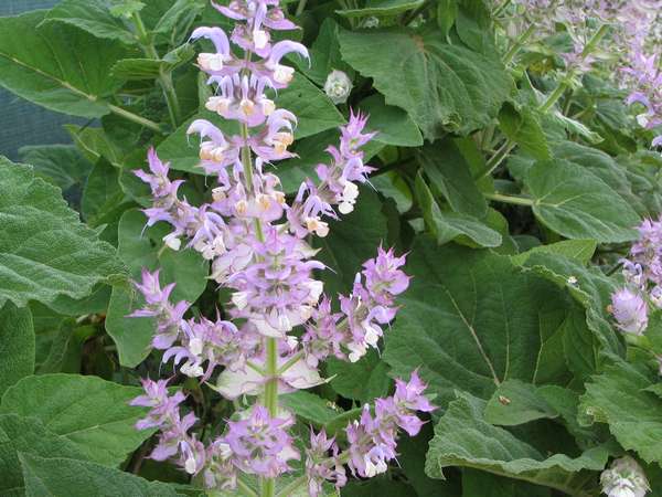 クラリーセージ