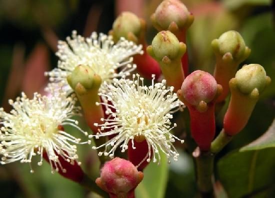 アロマ精油リスト クローブバッド