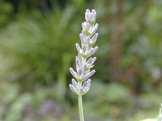 アロマ精油リスト スパイクラベンダー スピカ