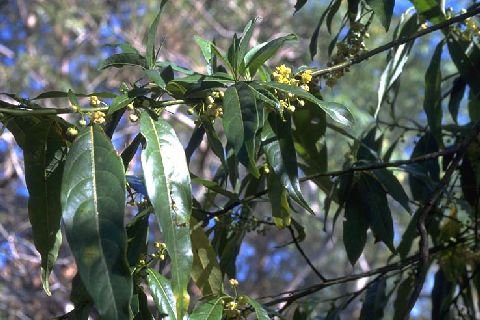 アロマ精油リスト リトセア　メイチャン