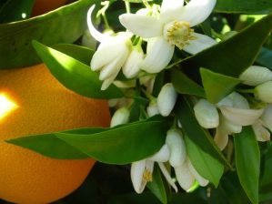 アロマ精油リスト ネロリ