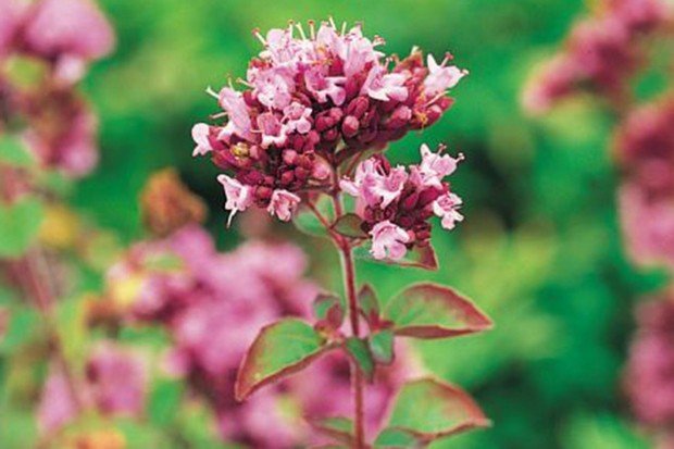 アロマ精油リスト オレガノ