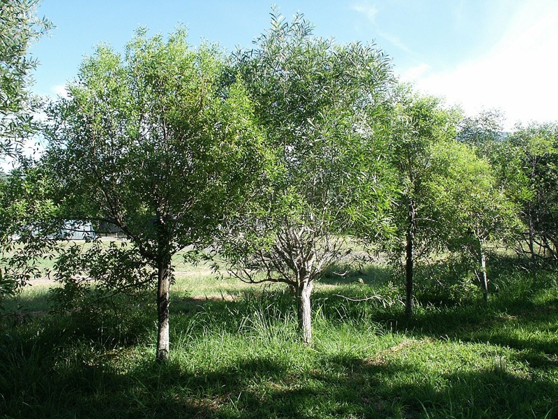 アロマ精油リスト サンダルウッド 白檀