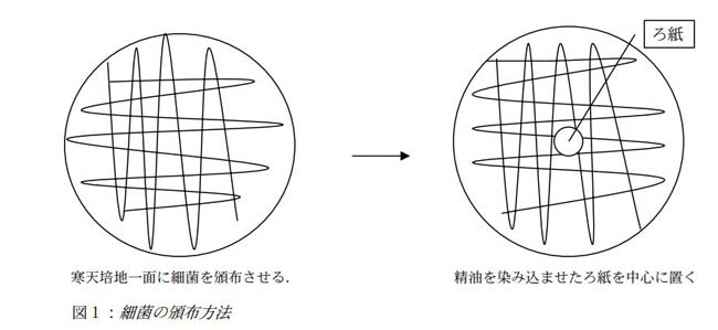 ティートリーとラベンダー精油の抗菌効果