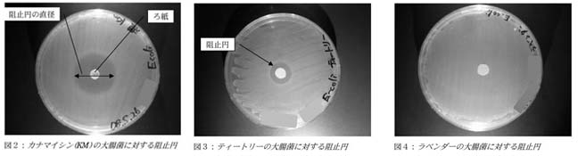 ティートリーとラベンダー精油の抗菌効果