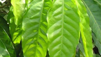 アロマ精油リスト カタフレイ