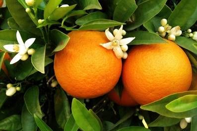 アロマ精油リスト オレンジビター