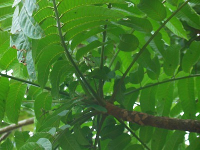 アロマ精油リスト エレミ