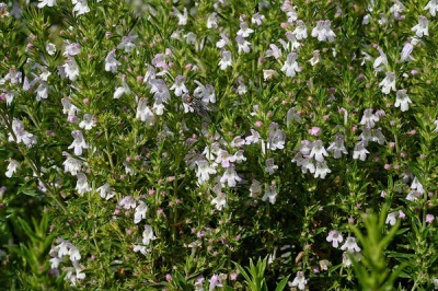 アロマ精油リスト ウィンターセボリ