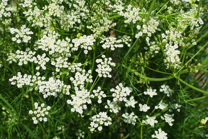 アロマ精油リスト クミン