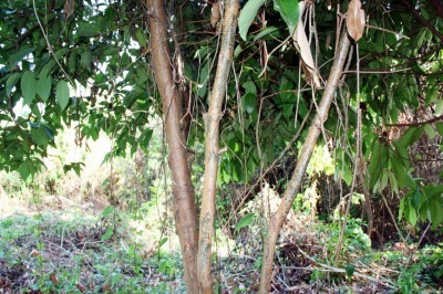 アロマ精油リスト　シナモンバーク