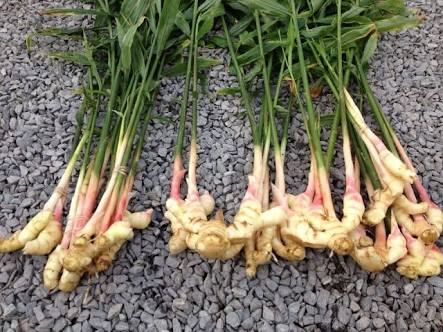 アロマ精油リスト ジンジャー