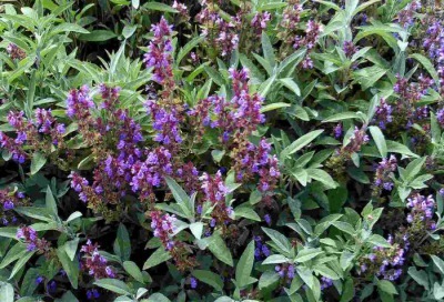 アロマ精油リスト ホワイトセージ