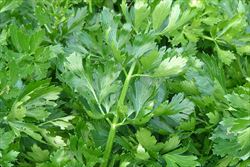 アロマ精油リスト セロリ