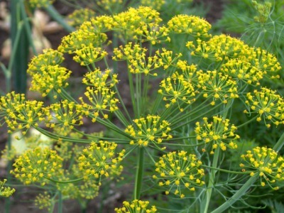 アロマ精油リスト ディルシード