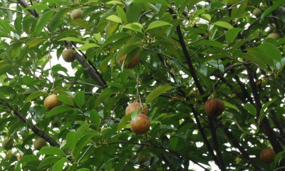 アロマ精油リスト ナツメグ