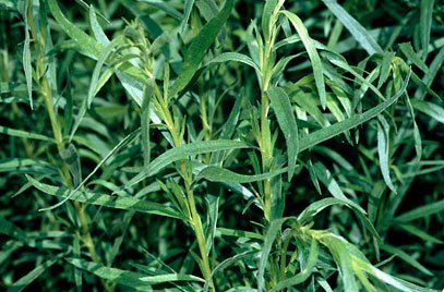 アロマ精油リスト タラゴン