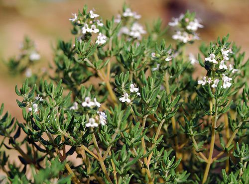 アロマ精油リスト タイム(ホワイト)