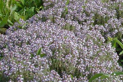 ハーブウォーター タイム・ブルガリス ウォーター