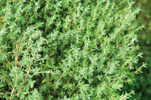 アロマ精油リスト タイム(レッド)