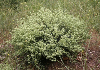 ハーブウォーター タイム・ブルガリス ウォーター