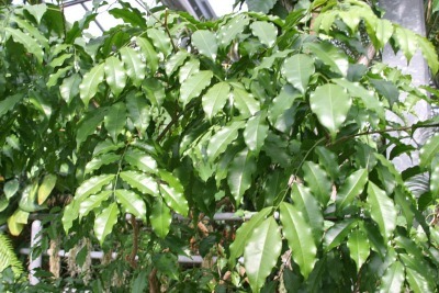 アロマ精油リスト グルジュンバルサム