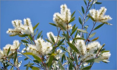 アロマ精油リスト ニアウリ