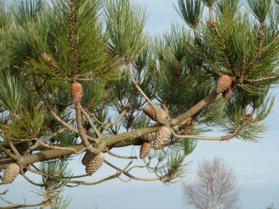 アロマ精油リスト パインシルベスター