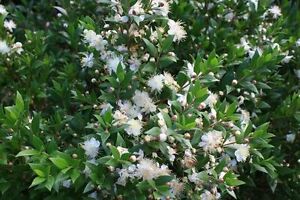 アロマ精油リスト レモンマートル