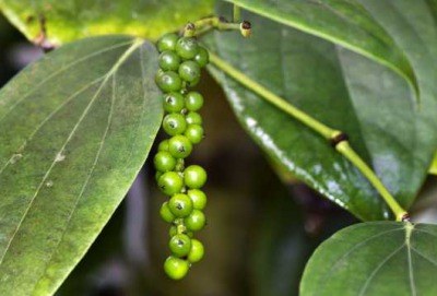 アロマ精油リスト ブラックペッパー