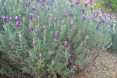 ラベンダーストエカス