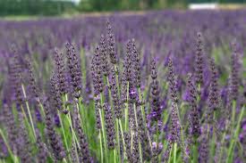 アロマ精油リスト ラバンジンアブリアリス