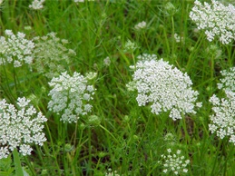 アロマ精油リスト キャロットシード